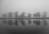 A line of Trees shrouded in fog across a canal