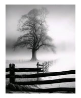 Lone in in fog along a fence line.