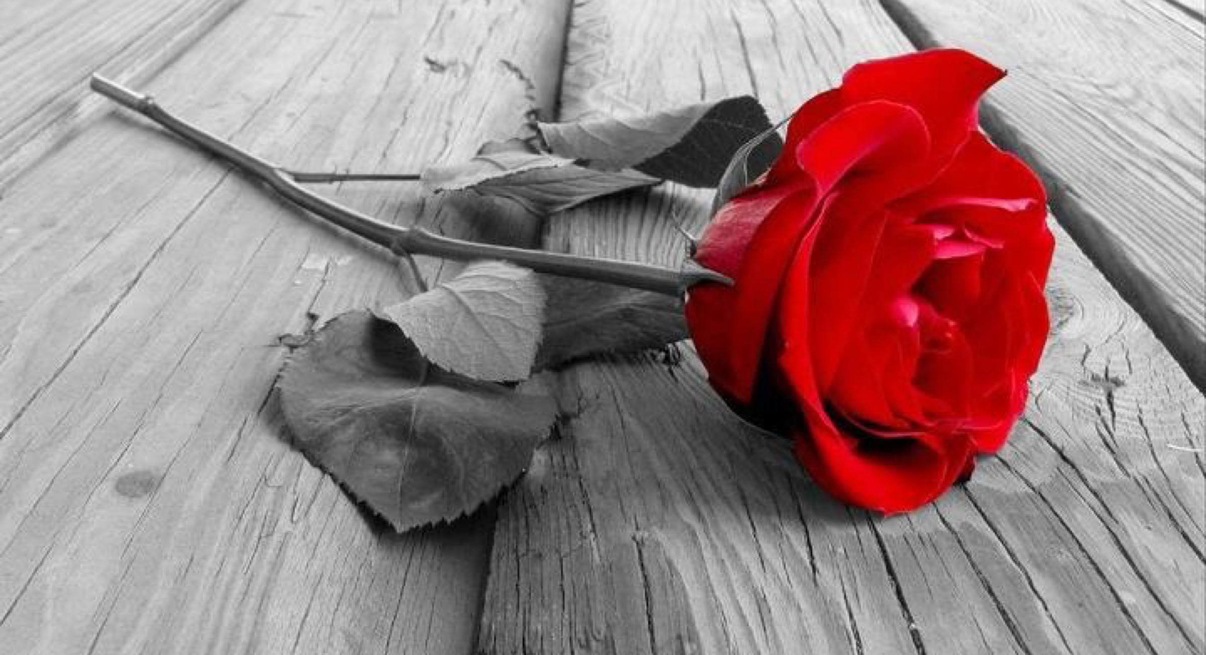 Rose on B&W plank still life photogrphy, Bruce Starszak Photography