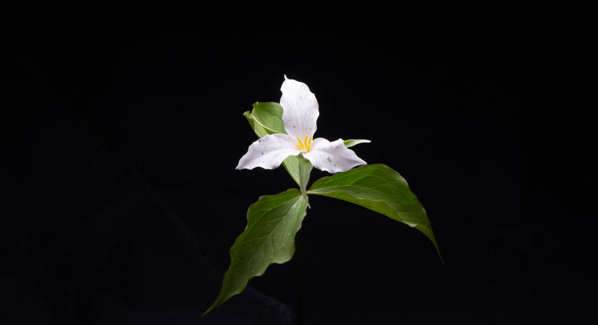Interesting Coffee  Sill life Photography. Bruce Starszak Photography