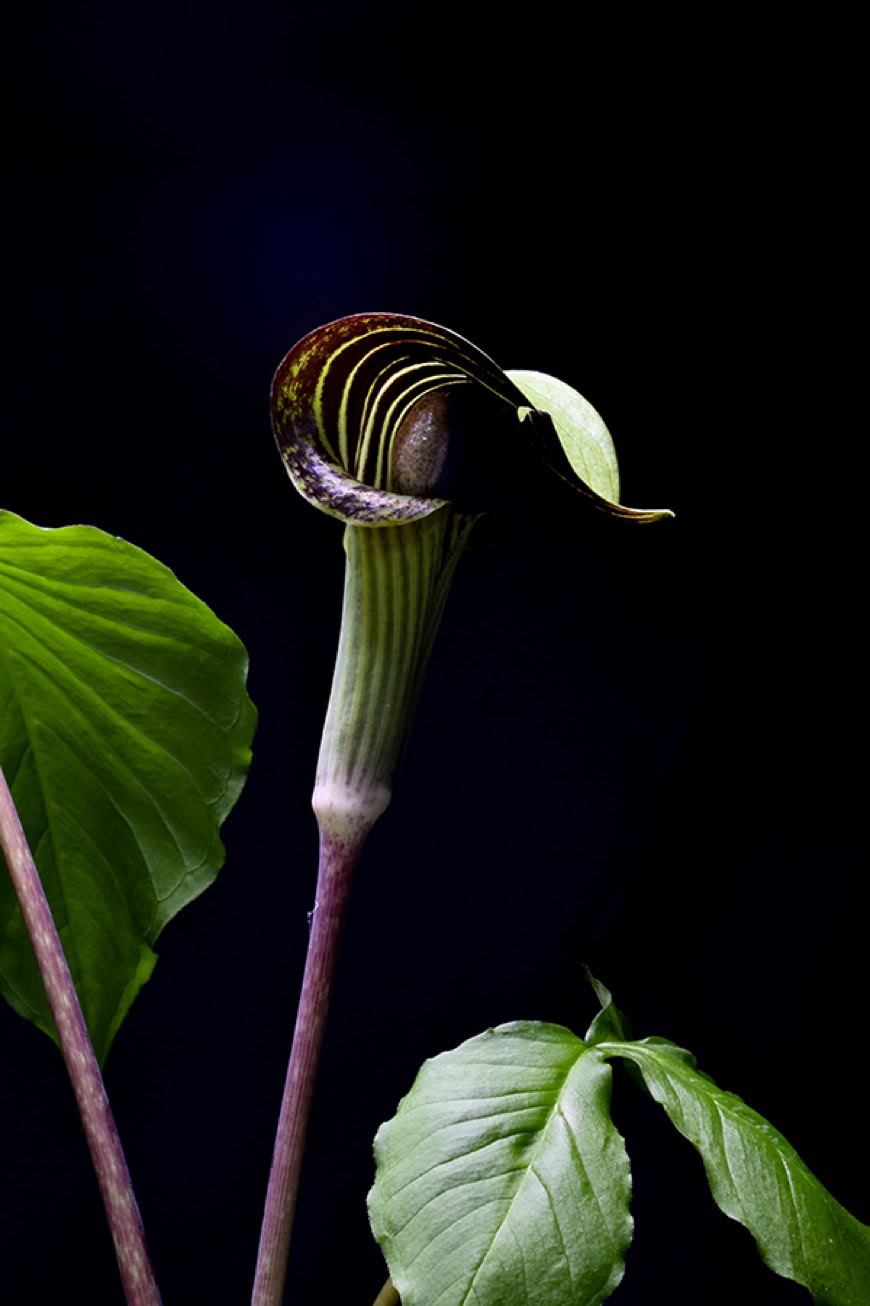 Water drops on blades of grass still life photography Bruce Starszak Photography